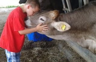 kid visiting a cow