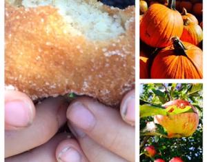 Pumpkins, apples, and someone holding a sugar doughnut